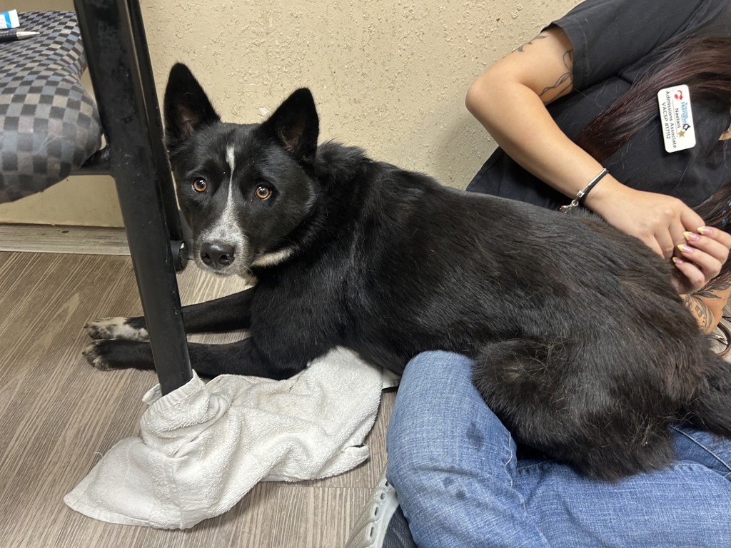 Shelter Stray Female Dog last seen Near Zion Avenue, San Diego, CA, 92120, Oceanside, CA 92058, USA