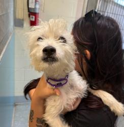 Shelter Stray Male Dog last seen Near Terrace Lane, Oceanside, CA, 92058, Oceanside, CA 92058, USA