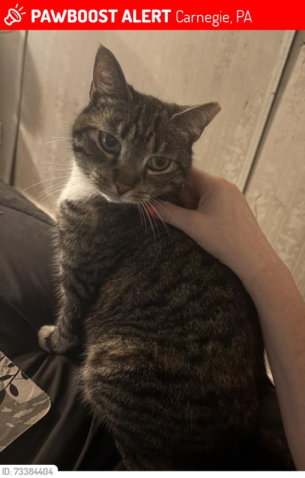 Lost Female Cat last seen Dunkin Donuts/CVS - Carnegie, PA, Carnegie, PA 15106