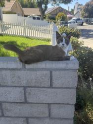 Found/Stray Male Cat last seen Snapdragon, garland, kirby, Hemet, CA 92545