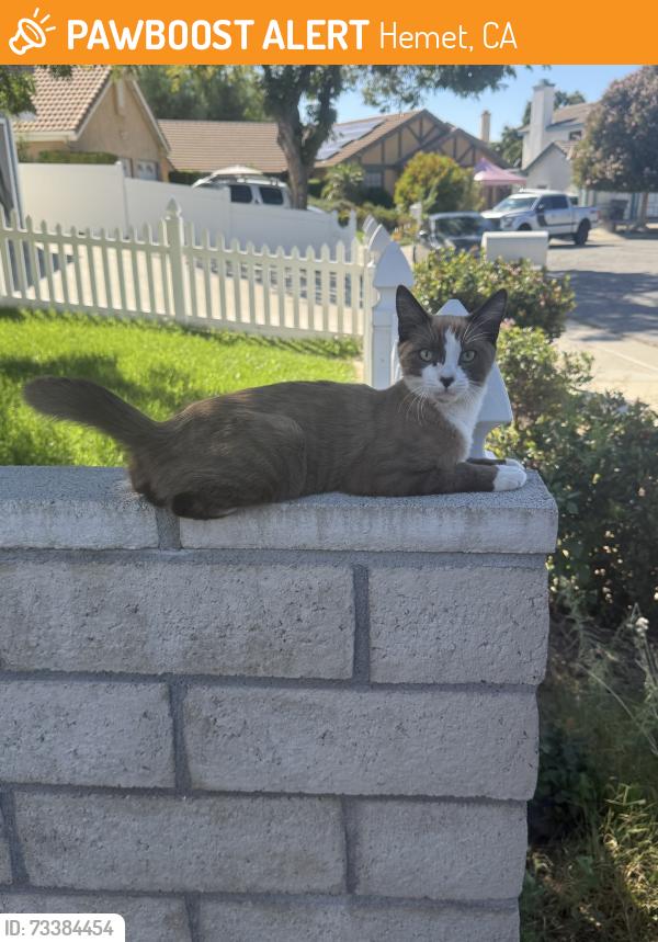 Found/Stray Male Cat last seen Snapdragon, garland, kirby, Hemet, CA 92545