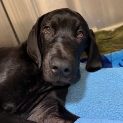 Shelter Stray Male Dog last seen , 3612 11th Ave, Los Angeles, CA 90018, USA