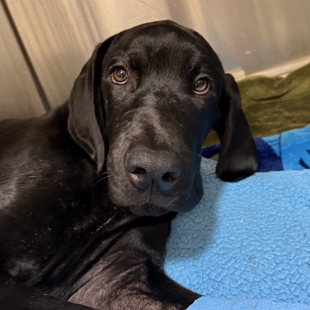 Shelter Stray Male Dog last seen , 3612 11th Ave, Los Angeles, CA 90018, USA