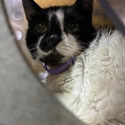 Shelter Stray Female Cat last seen , Animal Care & Control Team of Philly, 111 W Hunting Park Ave, Philadelphia, PA 19140, USA