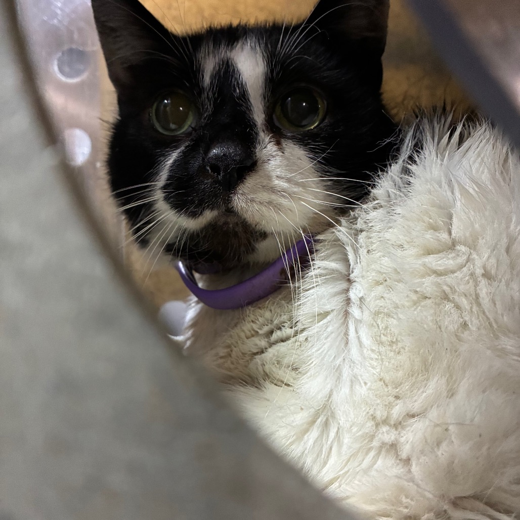 Shelter Stray Female Cat last seen , Animal Care & Control Team of Philly, 111 W Hunting Park Ave, Philadelphia, PA 19140, USA