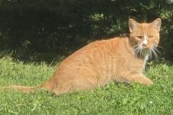 Found/Stray Unknown Cat last seen Behind Stop n Go West Run Road, Munhall, PA 15120