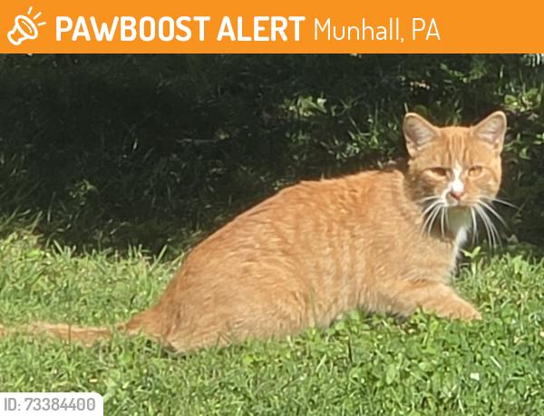 Found/Stray Unknown Cat last seen Behind Stop n Go West Run Road, Munhall, PA 15120