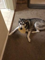 Lost Female Dog last seen airtag found outside concordia highschool, Pflugerville, TX 78660