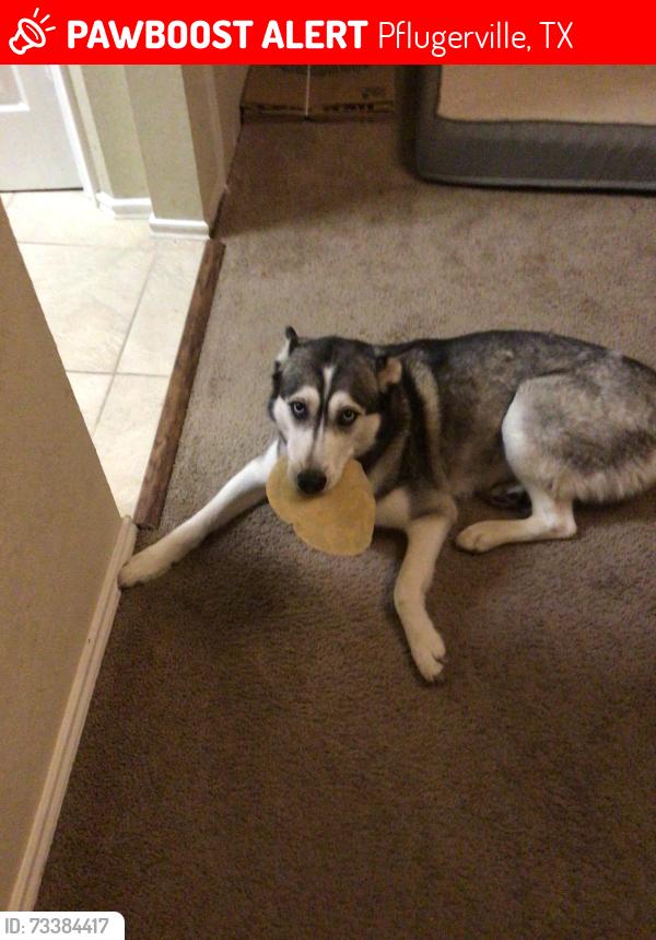 Lost Female Dog last seen airtag found outside concordia highschool, Pflugerville, TX 78660