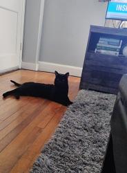Reunited Unknown Cat last seen Basketball court, Quincy, MA 02169