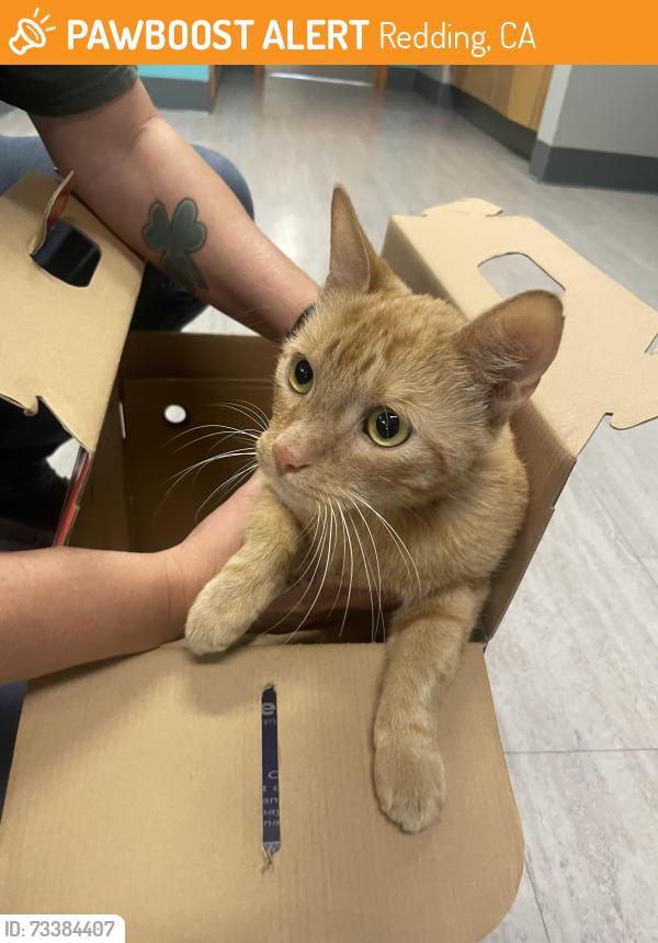 Found/Stray Male Cat last seen Near Athens Ave. Found in bushes between Athens Auto Repair Shop & Medspa, Redding, CA 96001