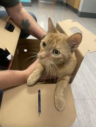Found/Stray Male Cat last seen Near Athens Ave. Found in bushes between Athens Auto Repair Shop & Medspa, Redding, CA 96001
