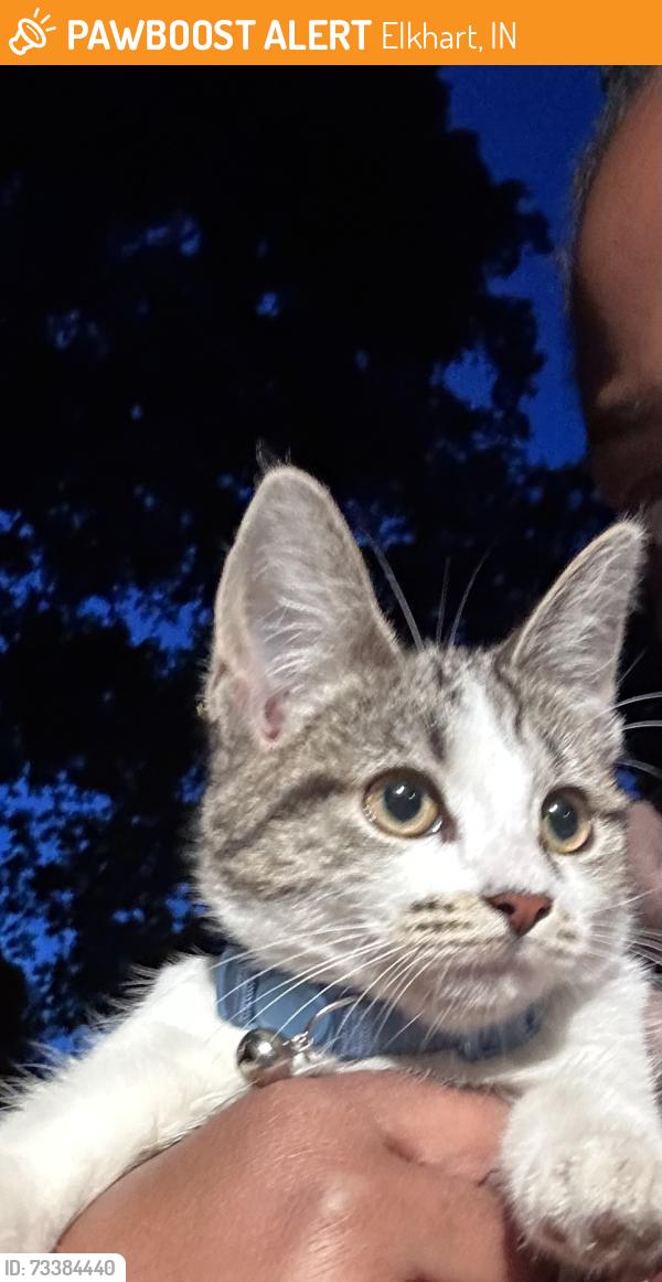 Found/Stray Unknown Cat last seen Hively ave and prairie st, Elkhart, IN 46517