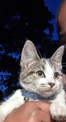 Found/Stray Unknown Cat last seen Hively ave and prairie st, Elkhart, IN 46517