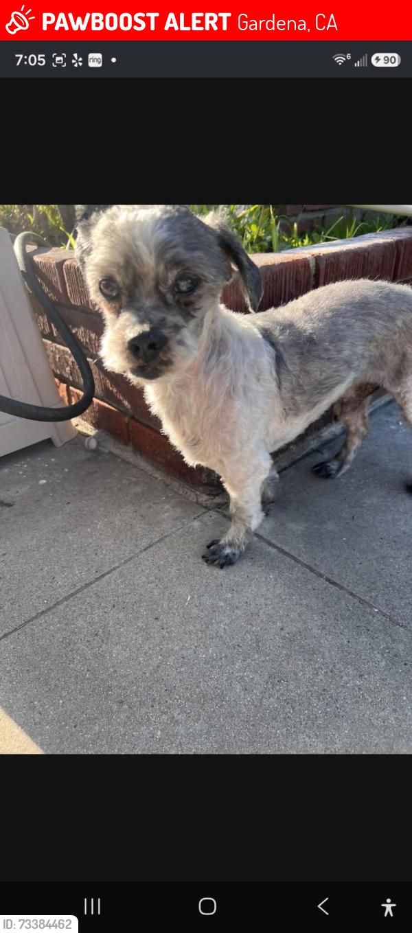 Lost Male Dog last seen Alondra Blvd, Gardena, CA 90248