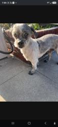 Lost Male Dog last seen Alondra Blvd, Gardena, CA 90248