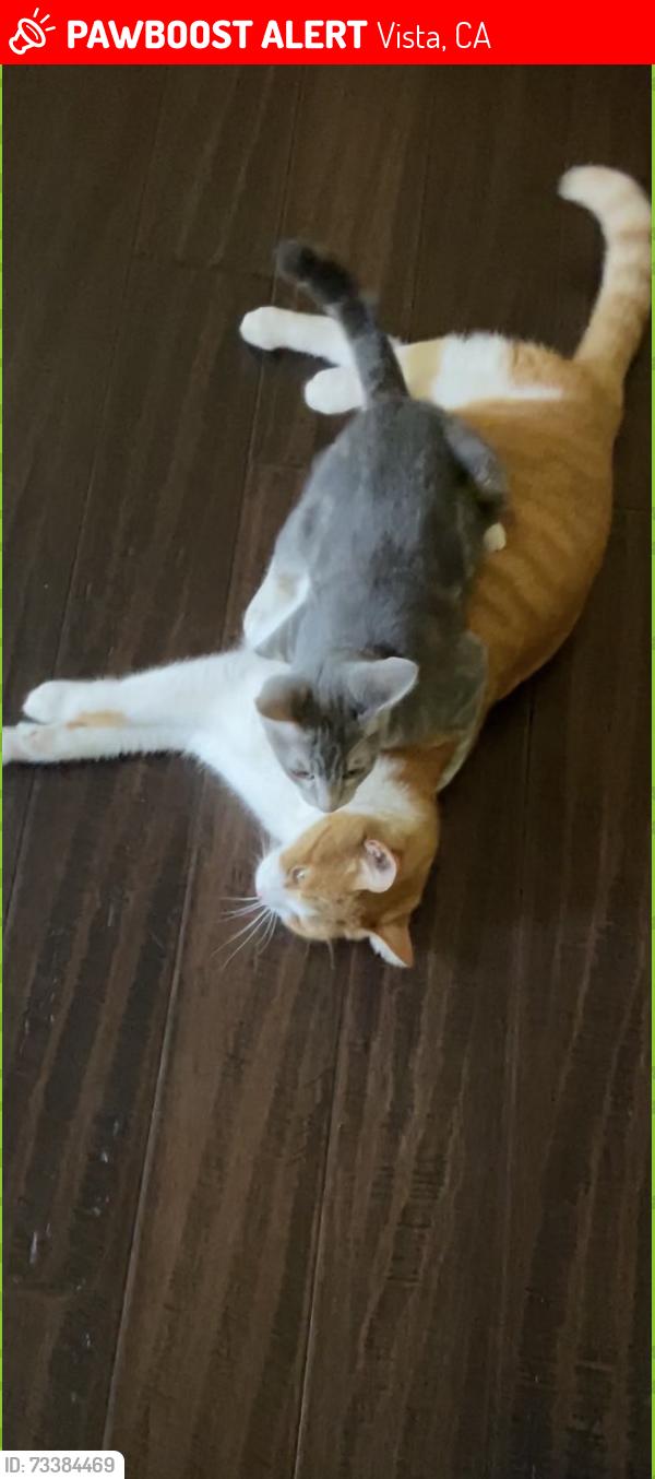 Lost Male Cat last seen Warmlands Ave, Vista, CA 92084