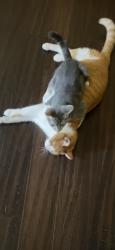 Lost Male Cat last seen Warmlands Ave, Vista, CA 92084