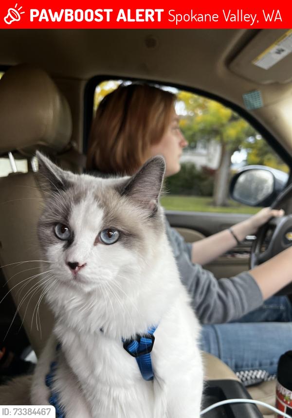 Lost Female Cat last seen sprague and 16th, Spokane Valley, WA 99037