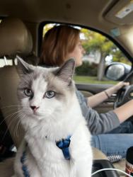 Lost Female Cat last seen sprague and 16th, Spokane Valley, WA 99037