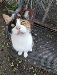 Lost Female Cat last seen 136th and Indiana ave Riverdale Turnaround, Chicago, IL 60827