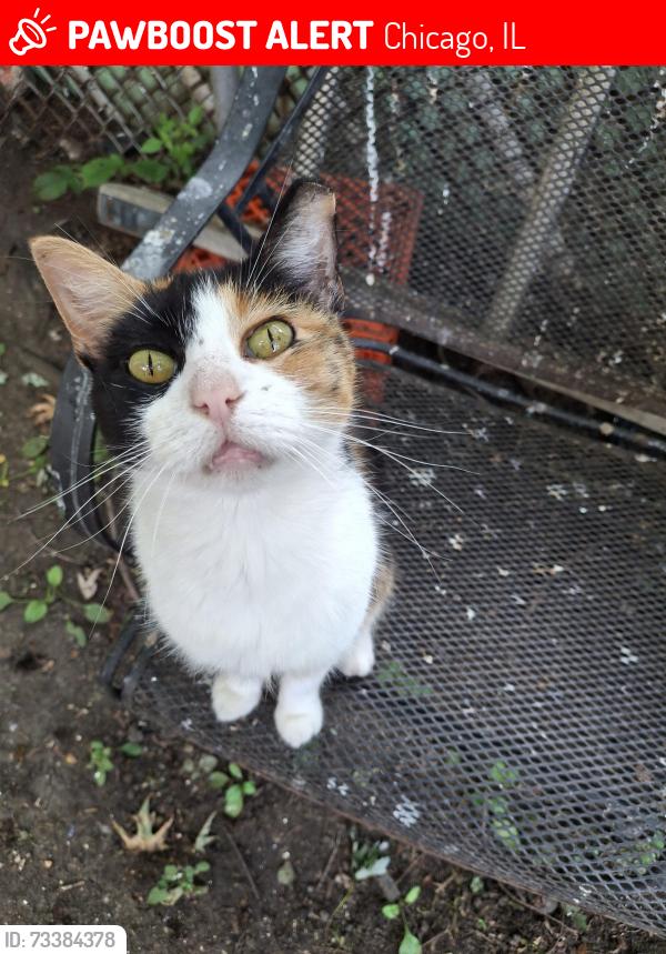 Lost Female Cat last seen 136th and Indiana ave Riverdale Turnaround, Chicago, IL 60827