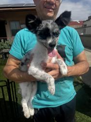 Found/Stray Male Dog last seen Near S Irene Ave, Redondo Beach, CA 90277