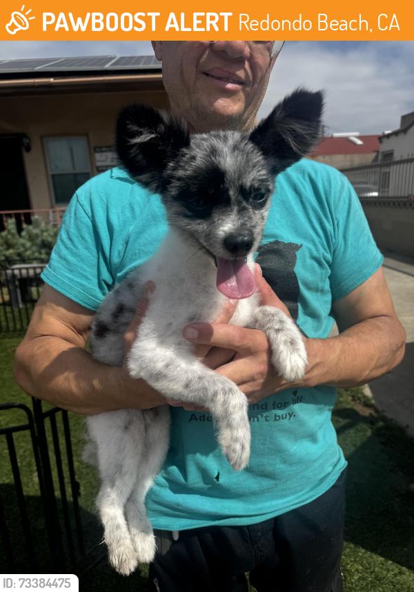 Found/Stray Male Dog last seen Near S Irene Ave, Redondo Beach, CA 90277