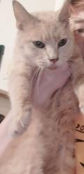 Reunited Female Cat last seen Harris Circle behind the Santek building, Cleveland, TN 37312