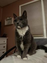 Lost Female Cat last seen Edison High School, Edison, NJ 08817
