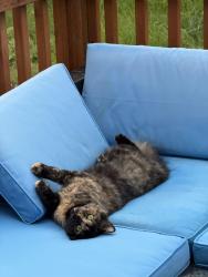 Found/Stray Unknown Cat last seen 126th Pl Se Kent, Kent, WA 98035