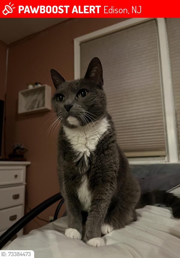 Lost Female Cat last seen Edison High School, Edison, NJ 08817