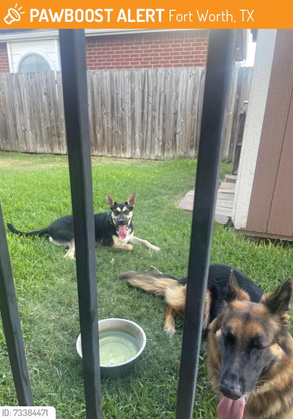 Found/Stray Male Dog last seen Ray White and Alta Loma Dr, Fort Worth, TX 76244