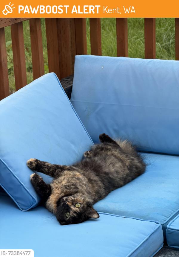Found/Stray Unknown Cat last seen 126th Pl Se Kent, Kent, WA 98035