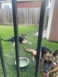 Found/Stray Male Dog last seen Ray White and Alta Loma Dr, Fort Worth, TX 76244
