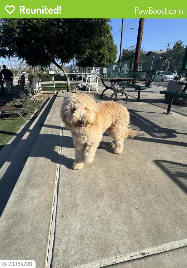 Reunited Female Dog last seen Cartwright and Hatteras, Los Angeles, CA 91601
