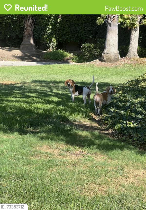 Reunited Female Dog last seen Heidiman elementary, Tustin, CA 92780