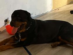 Lost Male Dog last seen SE 170th Ave 34488 and East hwy 40, Ocala, FL 34471