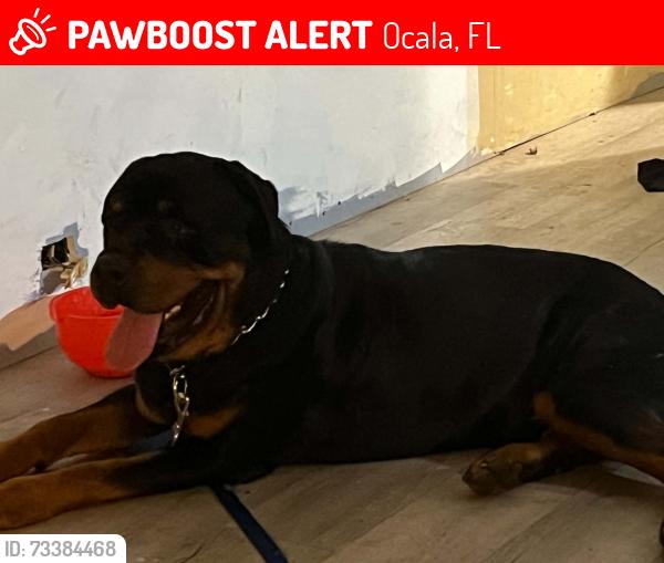 Lost Male Dog last seen SE 170th Ave 34488 and East hwy 40, Ocala, FL 34471