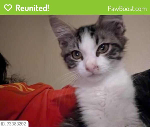 Reunited Female Cat last seen 89th and Shields, Moore, OK 73160