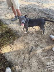 Found/Stray Male Dog last seen Gas station, Horry County, SC 29527