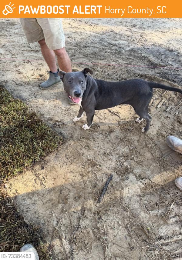 Found/Stray Male Dog last seen Gas station, Horry County, SC 29527
