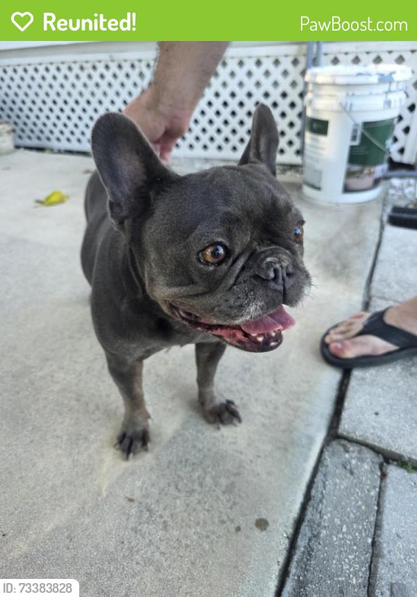 Reunited Female Dog last seen Tangelo Avenue, West Palm Beach, FL 33406