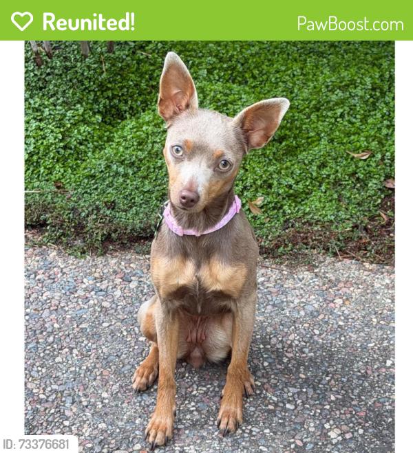 Reunited Female Dog last seen Bollinger Canyon Rd., San Ramon, CA 94583