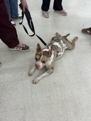 Found/Stray Male Dog last seen Krazy Bins, Akron, OH 44310