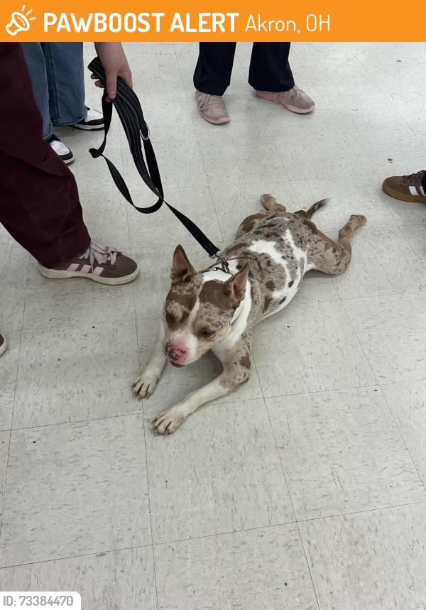 Found/Stray Male Dog last seen Krazy Bins, Akron, OH 44310