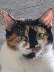 Lost Female Cat last seen Crismon and Guadalupe, Mesa, AZ 85209