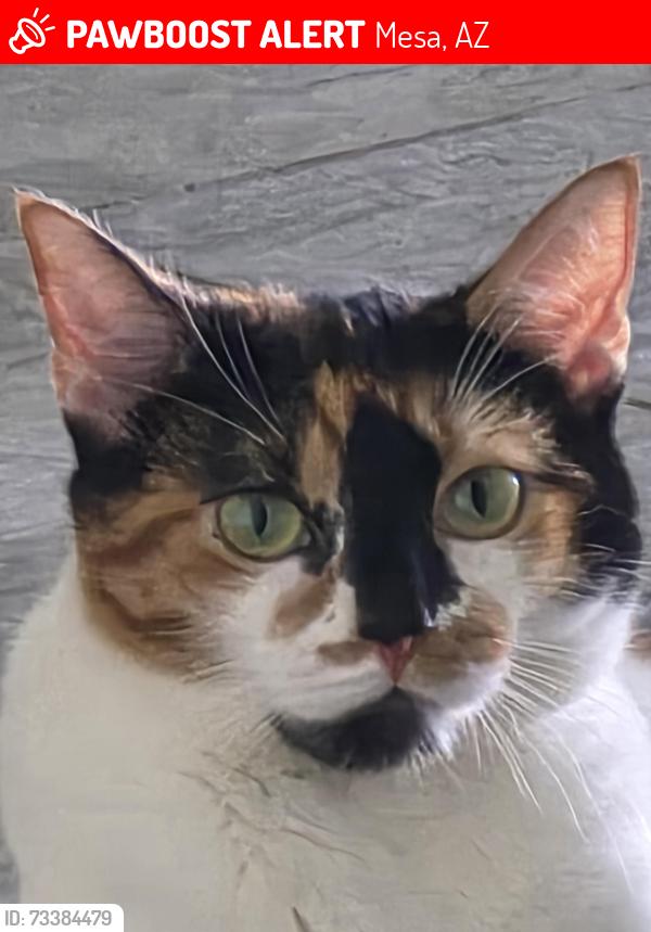 Lost Female Cat last seen Crismon and Guadalupe, Mesa, AZ 85209