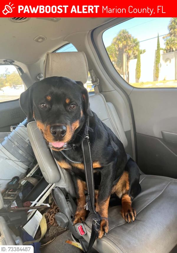 Lost Female Dog last seen SE 2nd ok and se 170th ave, Marion County, FL 34488