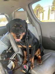 Lost Female Dog last seen SE 2nd ok and se 170th ave, Marion County, FL 34488